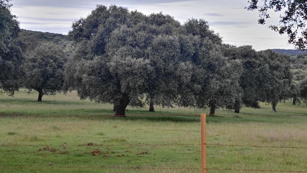 Casa Rural El Trillo Vendégház El Alcornocal Kültér fotó